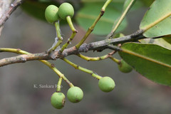 Calophyllum apetalum